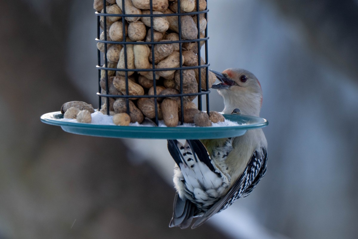 Red-bellied Woodpecker - ML646538264