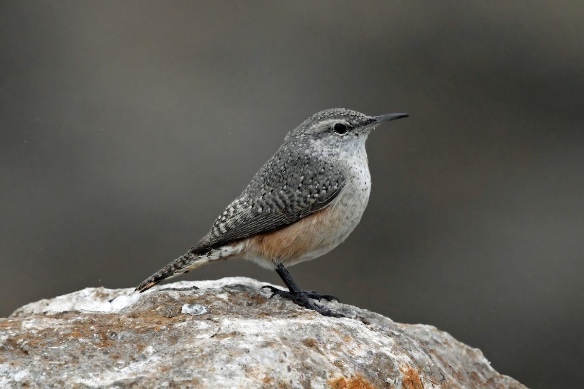 Rock Wren - ML646538265