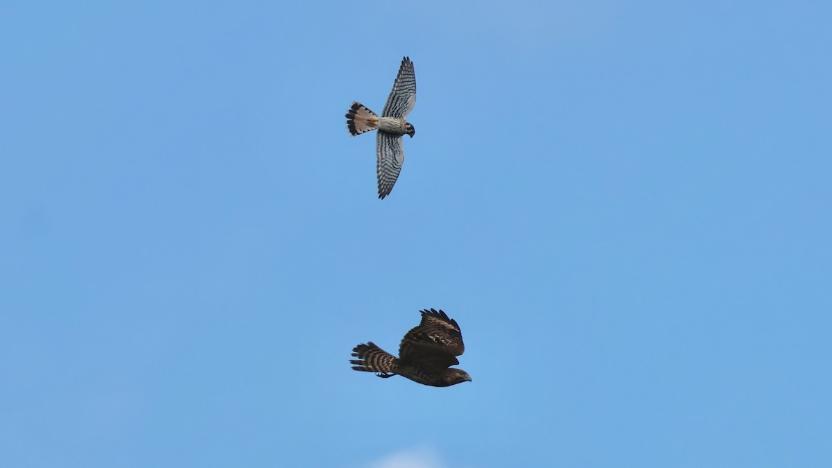 poštolka pestrá - ML646538266