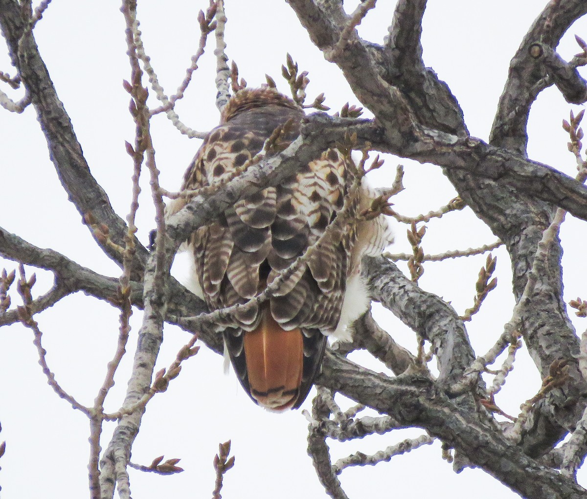 Red-tailed Hawk - ML646538267