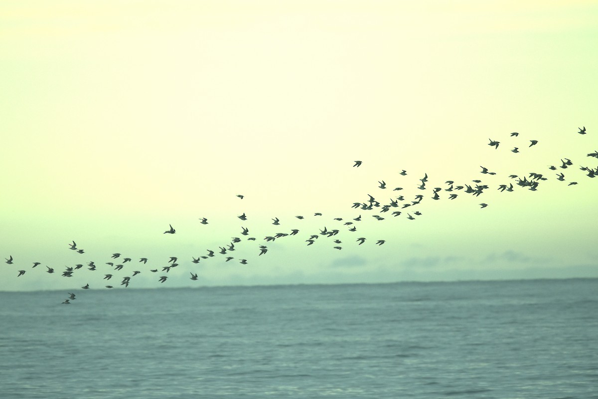 Исландский песочник - ML646538268