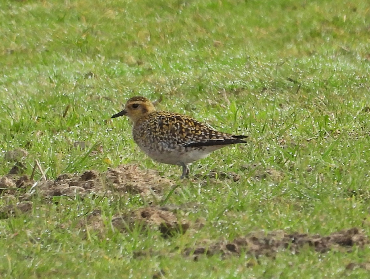 Азийн сүвээ цагаан - ML646538273