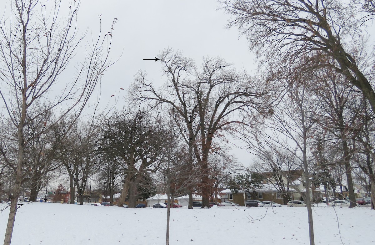 Red-tailed Hawk - ML646538274