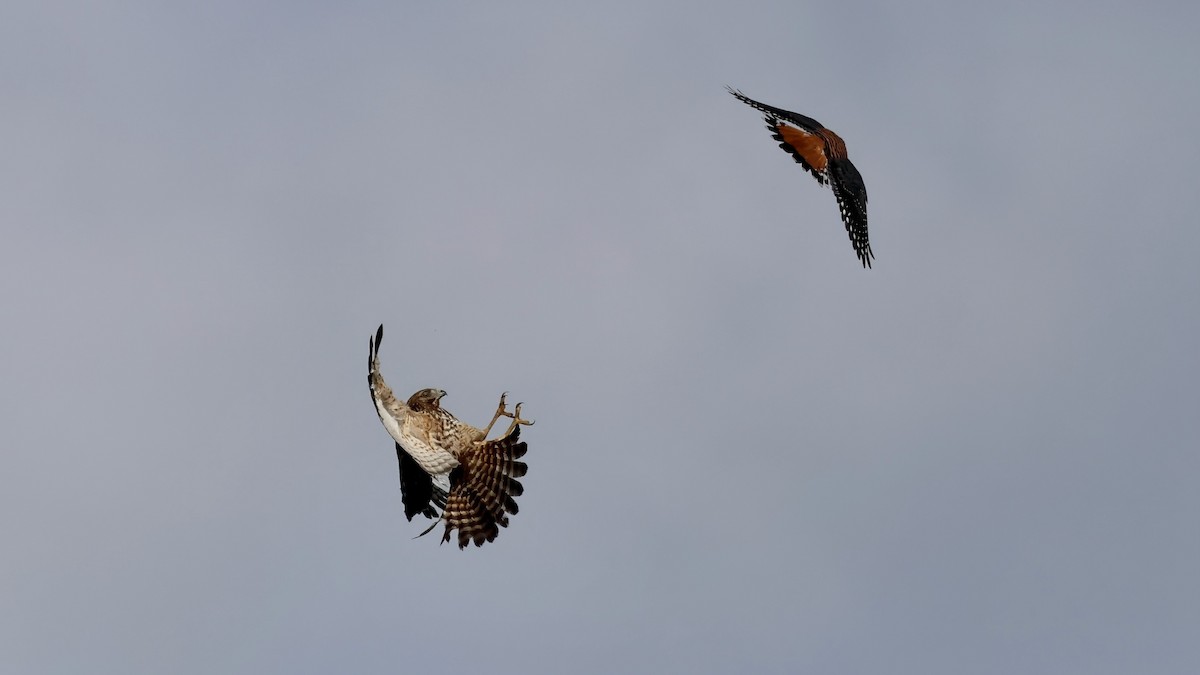 poštolka pestrá - ML646538275