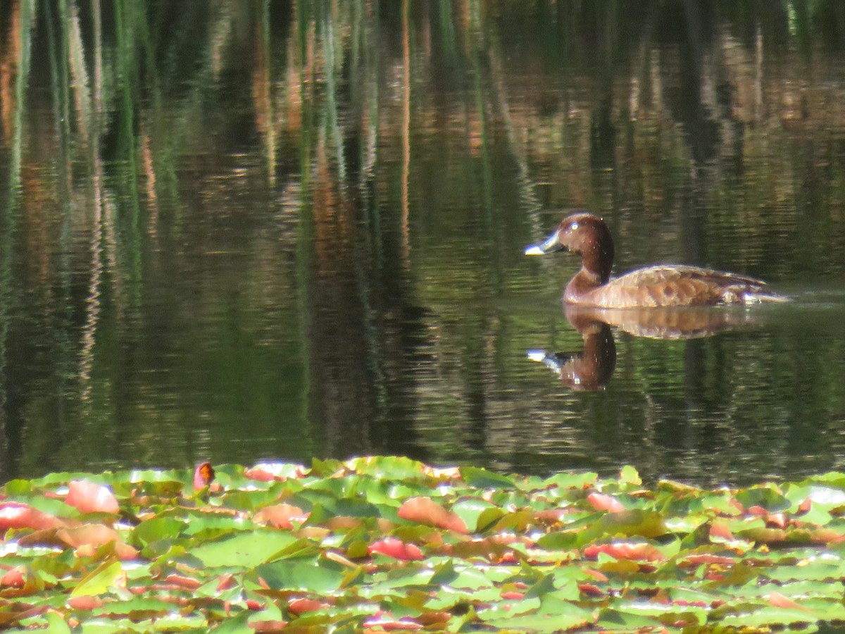 Hardhead - ML646538276