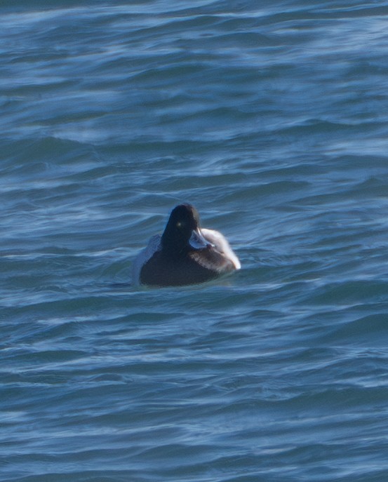 Lesser Scaup - ML646538277