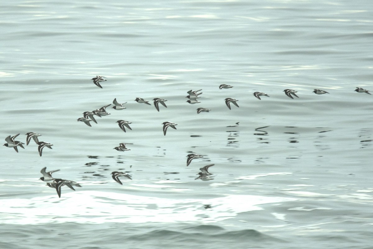 Ruddy Turnstone - ML646538278
