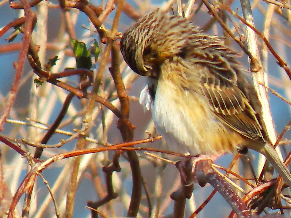 Grasshopper Sparrow - ML646538279