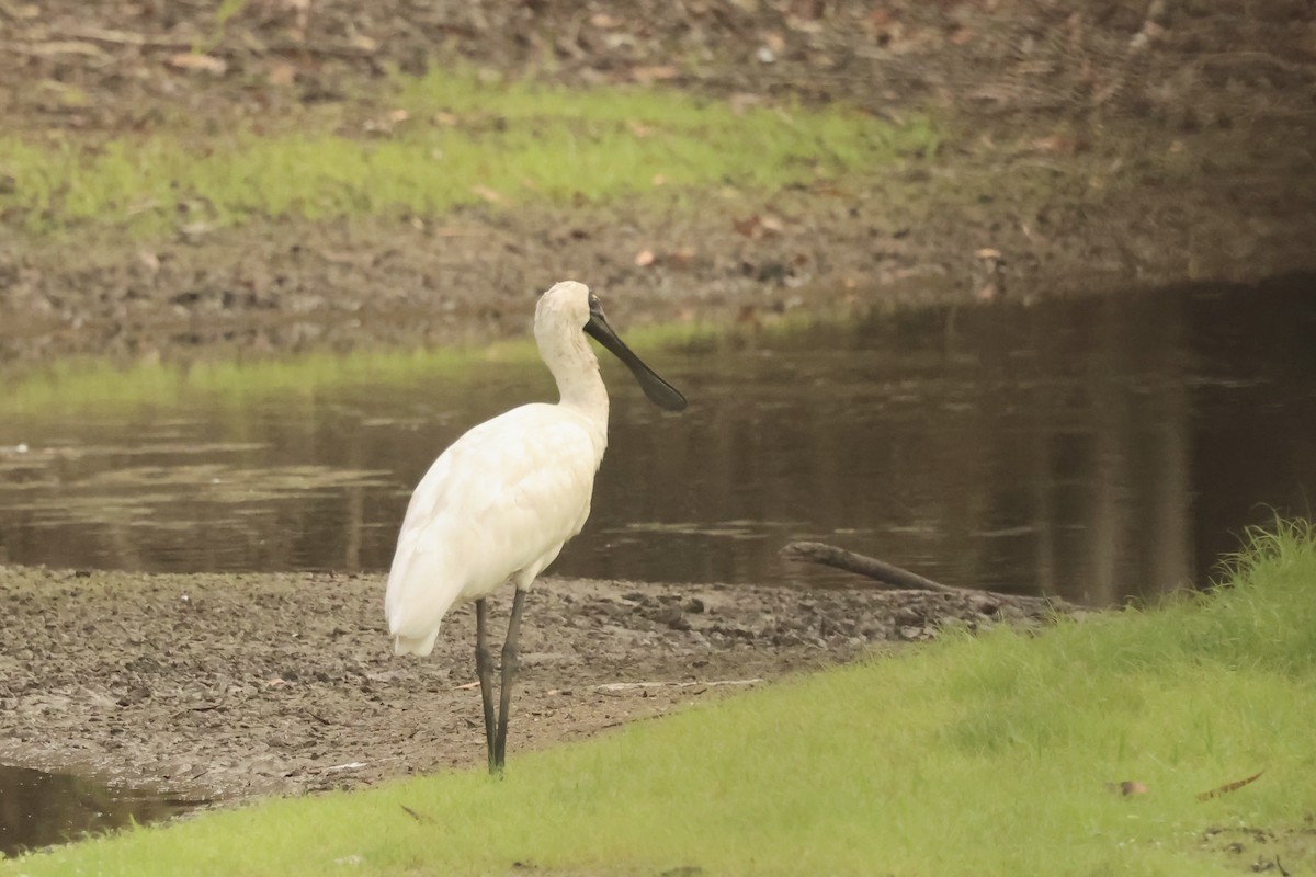 Royal Spoonbill - ML646538281