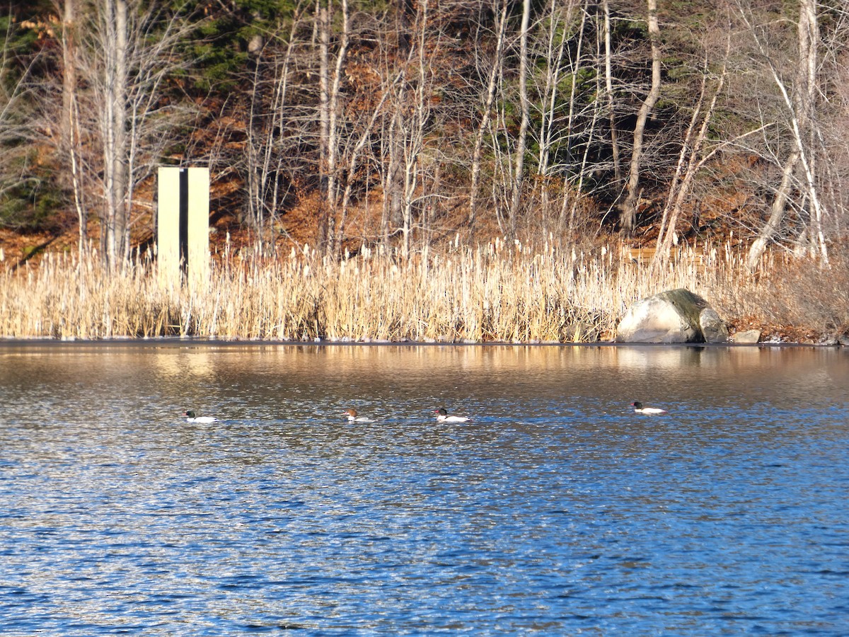 Common Merganser - ML646538282