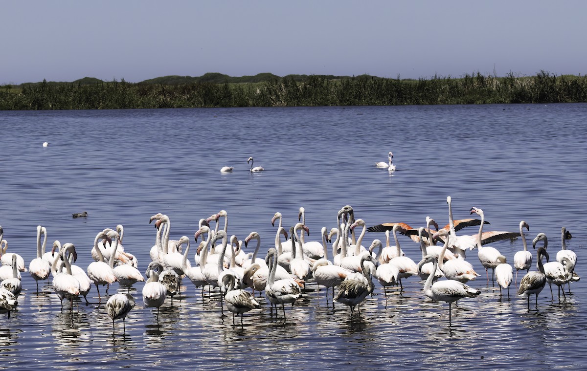 Розовый фламинго - ML646538283