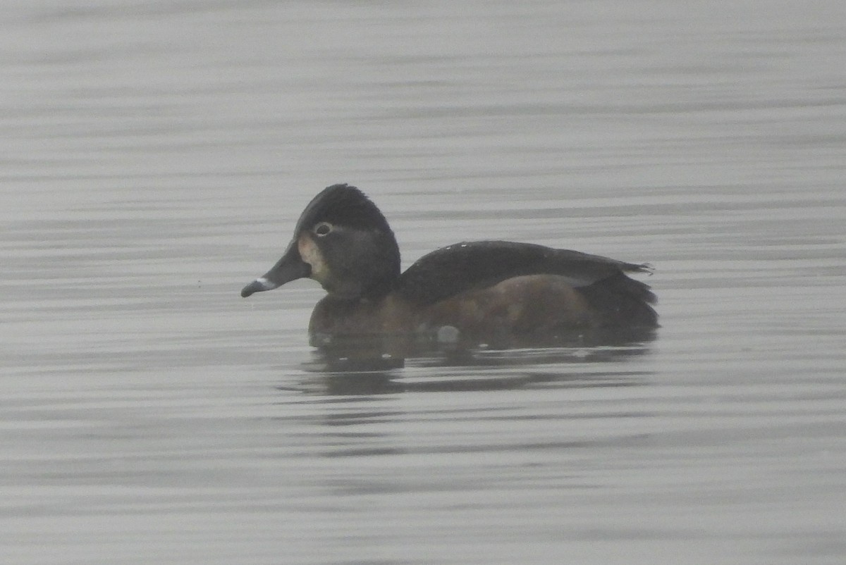 Ring-necked Duck - ML646538288