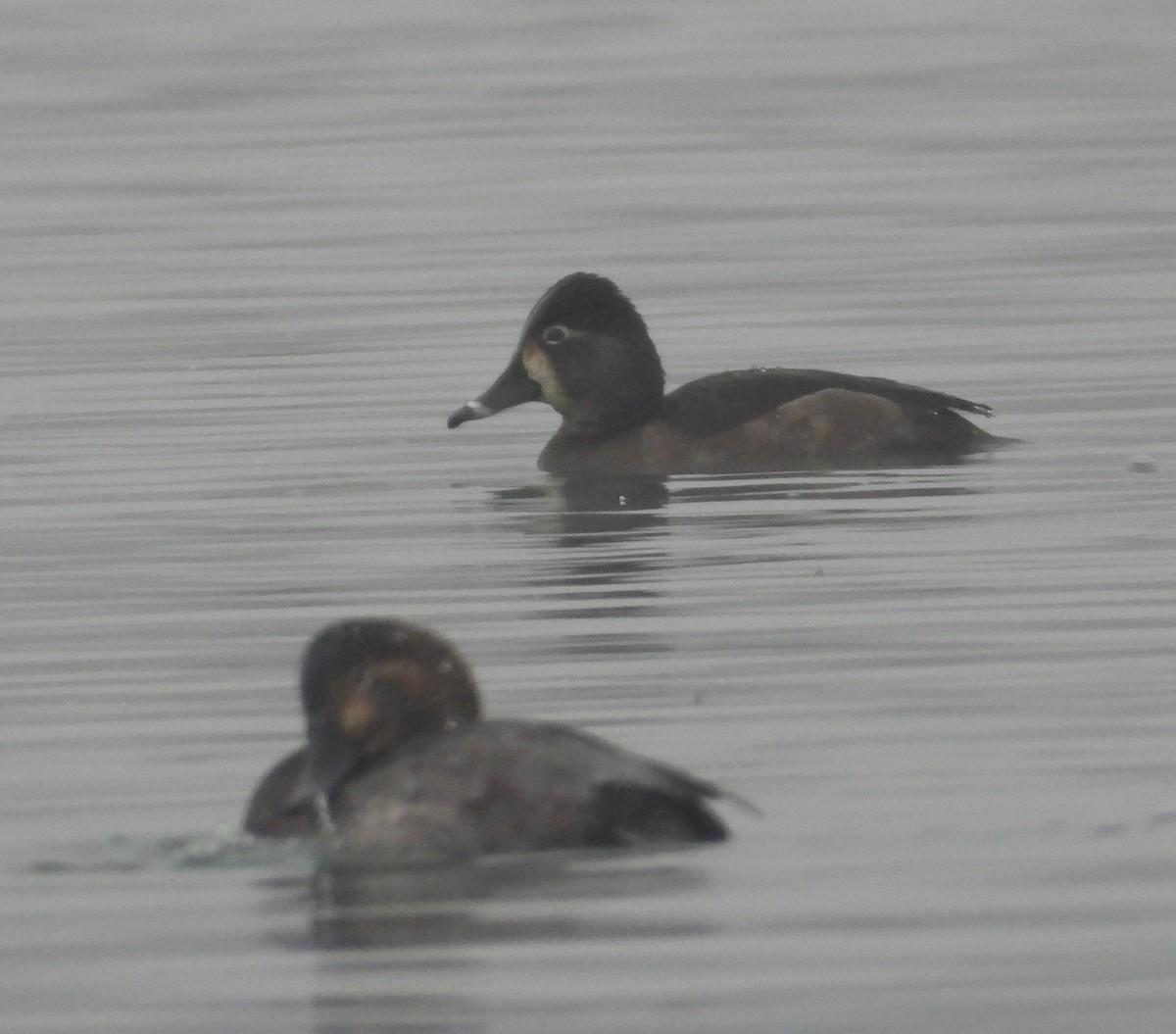 Ring-necked Duck - ML646538289