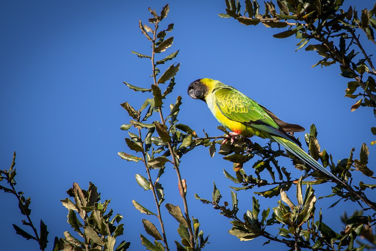 Nanday Parakeet - ML646538292