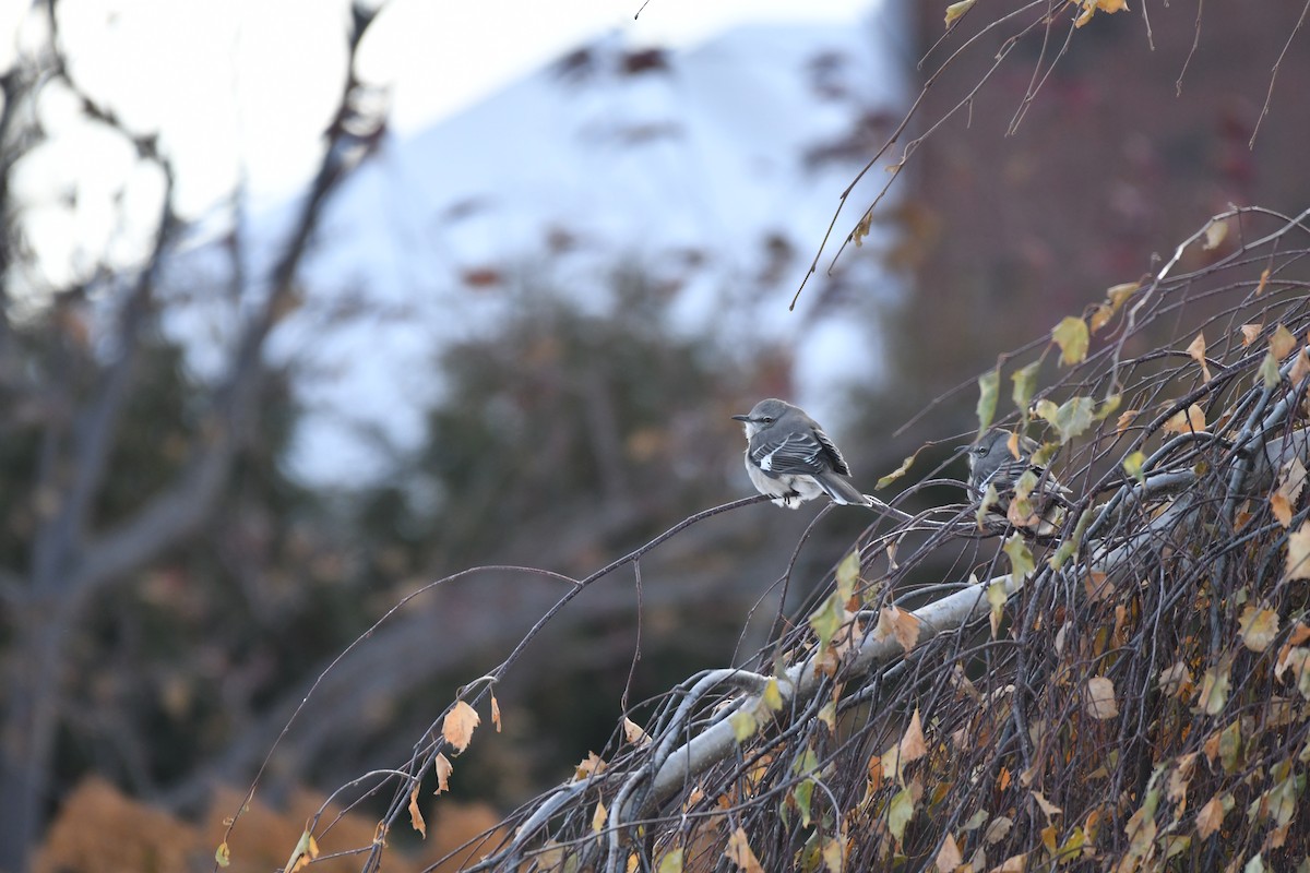 Northern Mockingbird - ML646538293