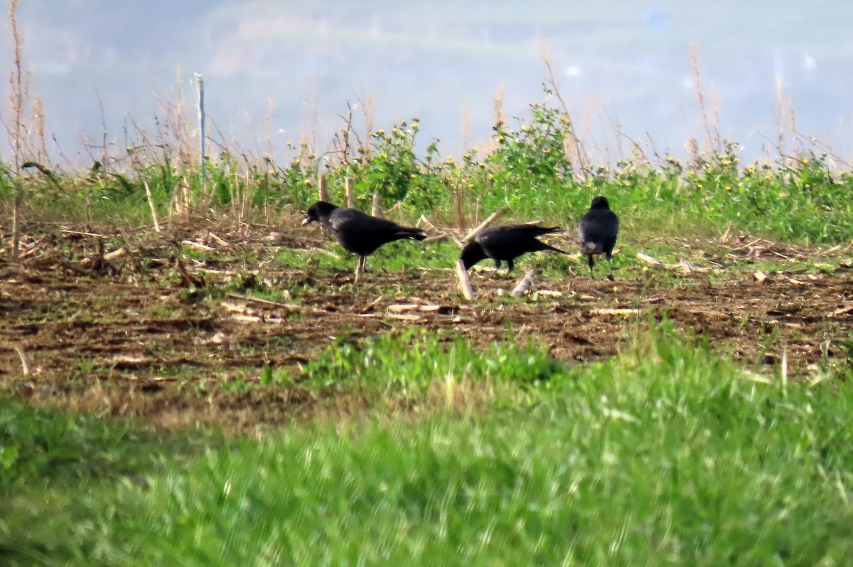 Corneille noire - ML646538295