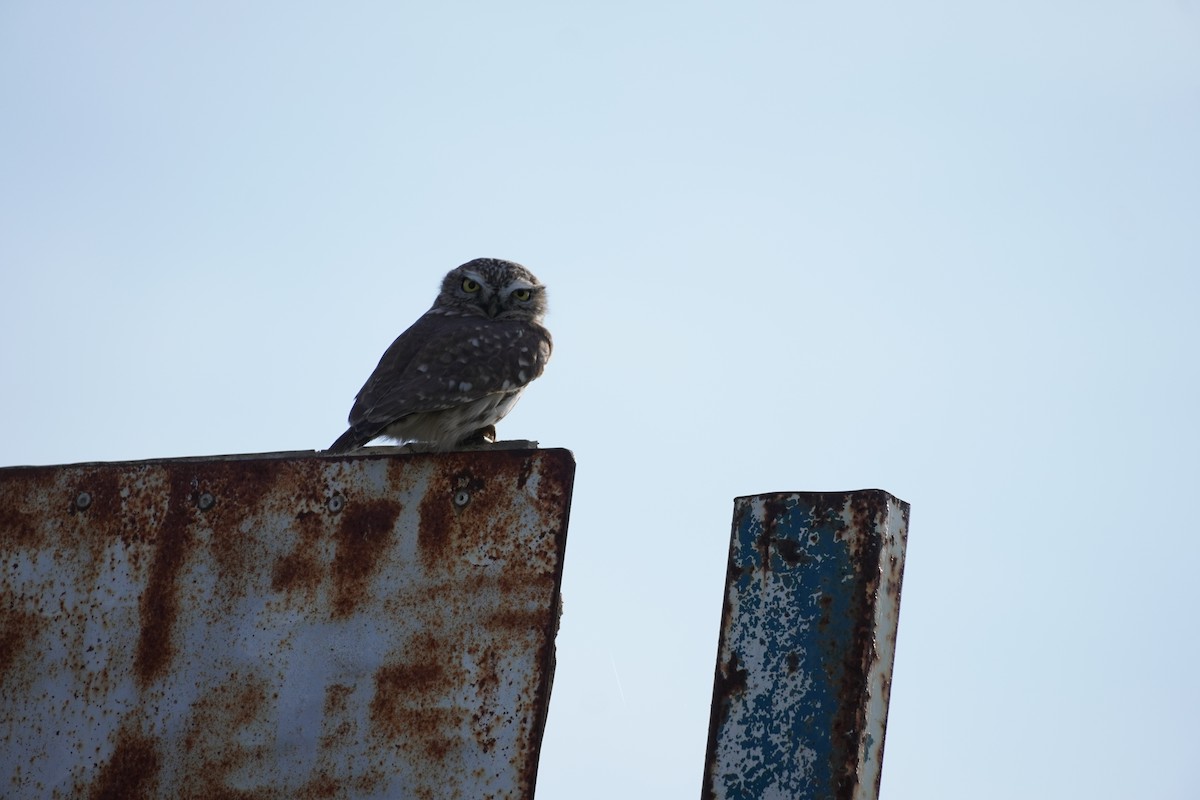 Little Owl - ML646538296