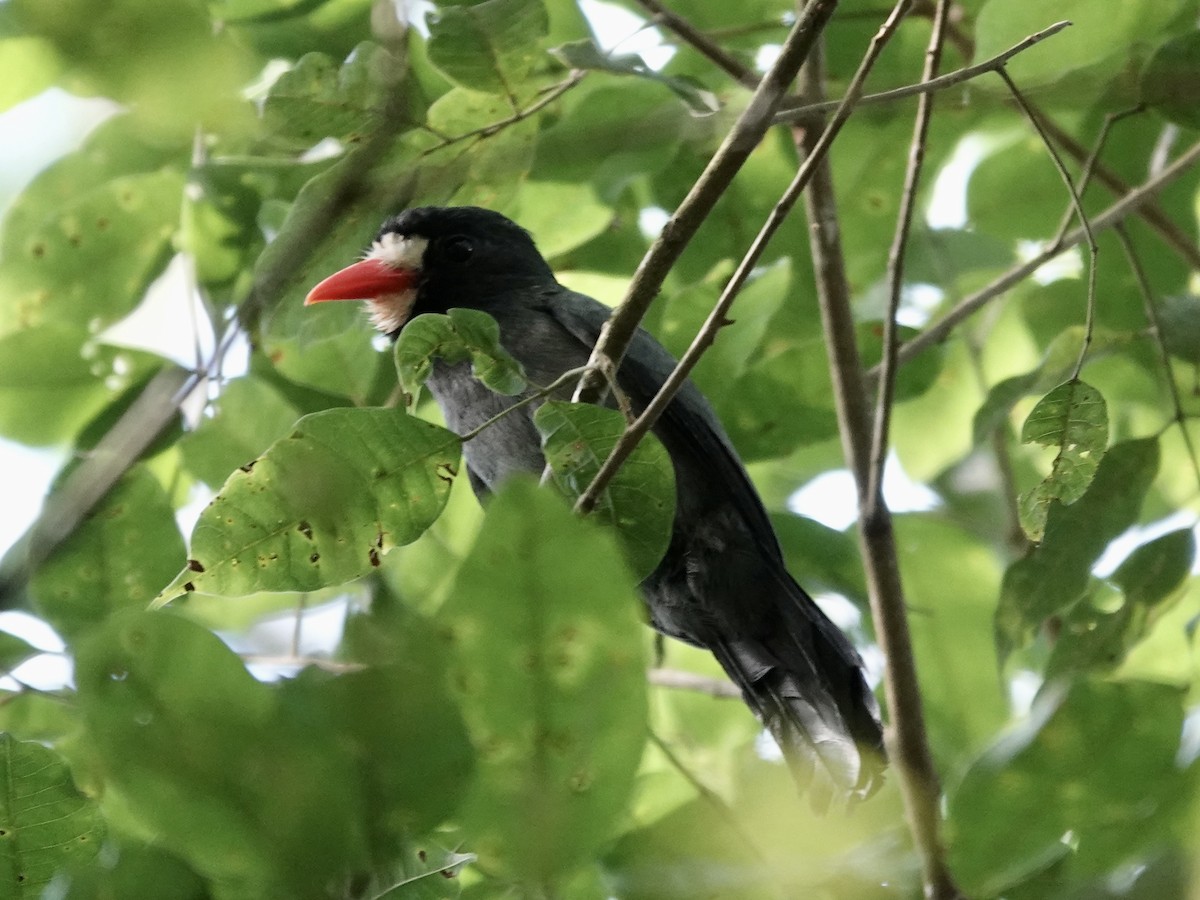 White-fronted Nunbird - ML646538299