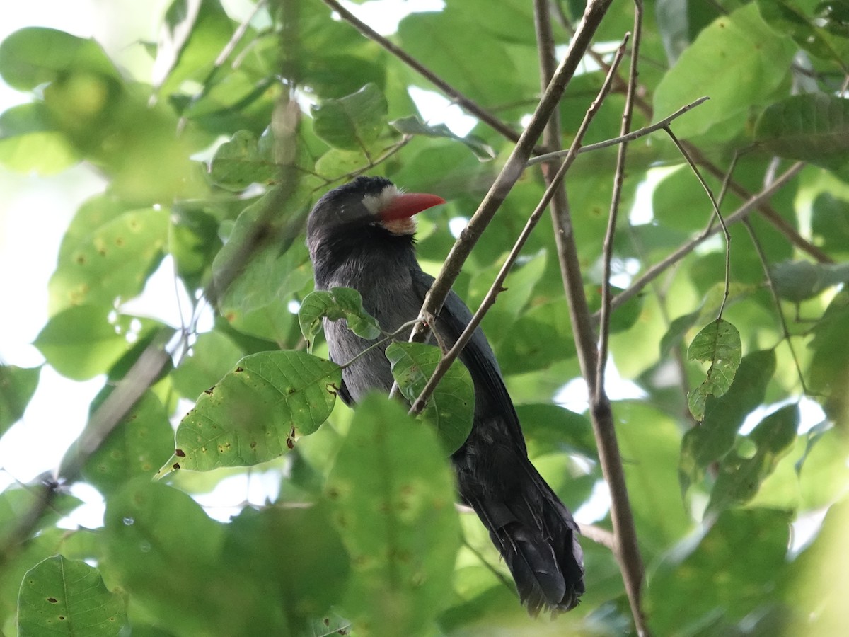 White-fronted Nunbird - ML646538300
