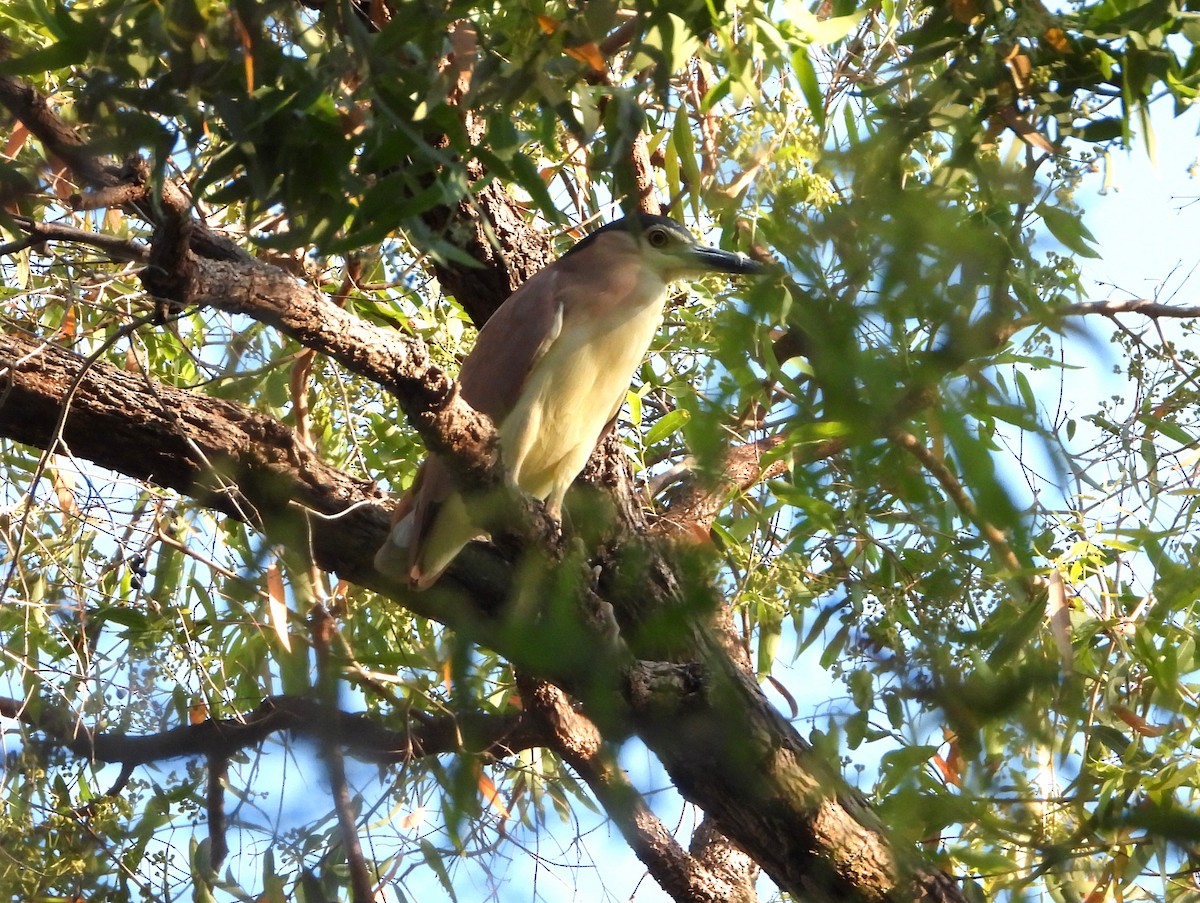 Nankeen Night Heron - ML646538301