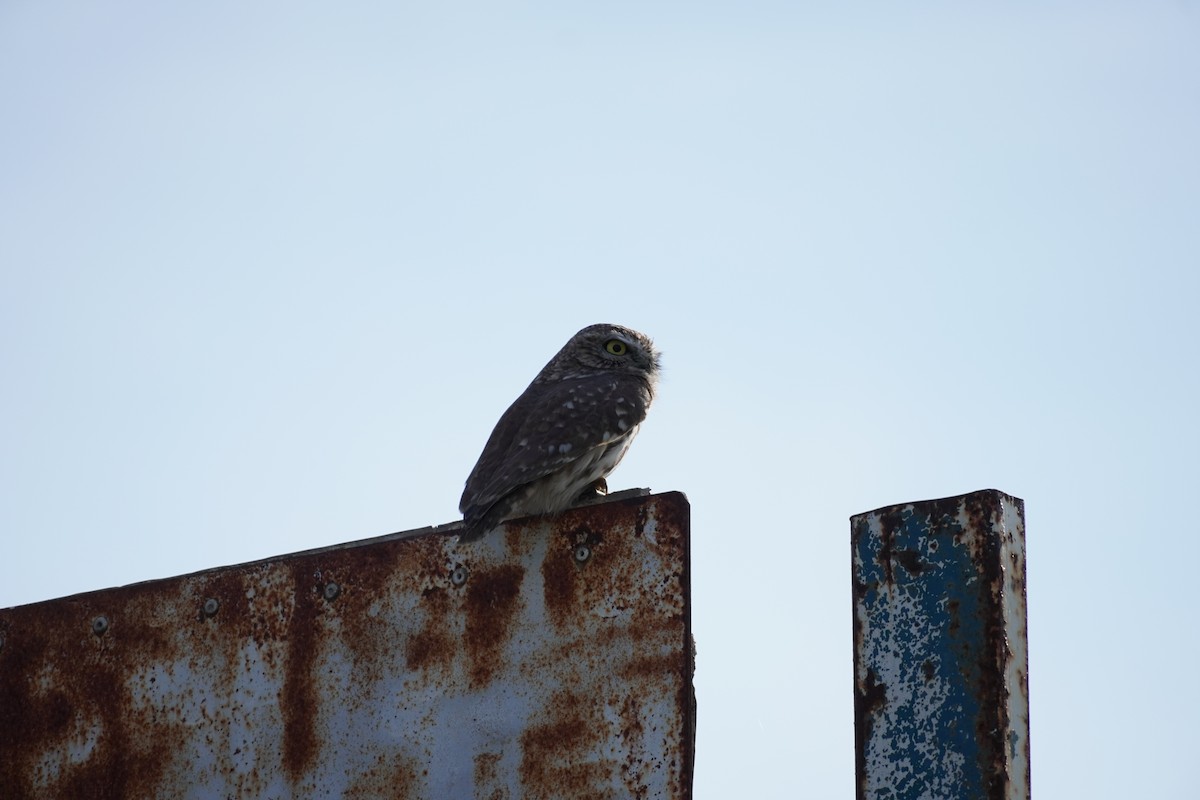 Little Owl - ML646538302