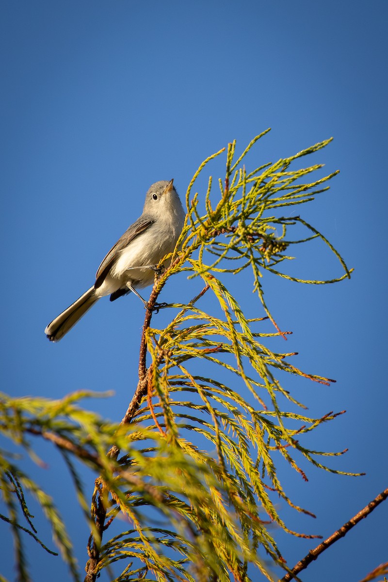 Blue-gray Gnatcatcher - ML646538303