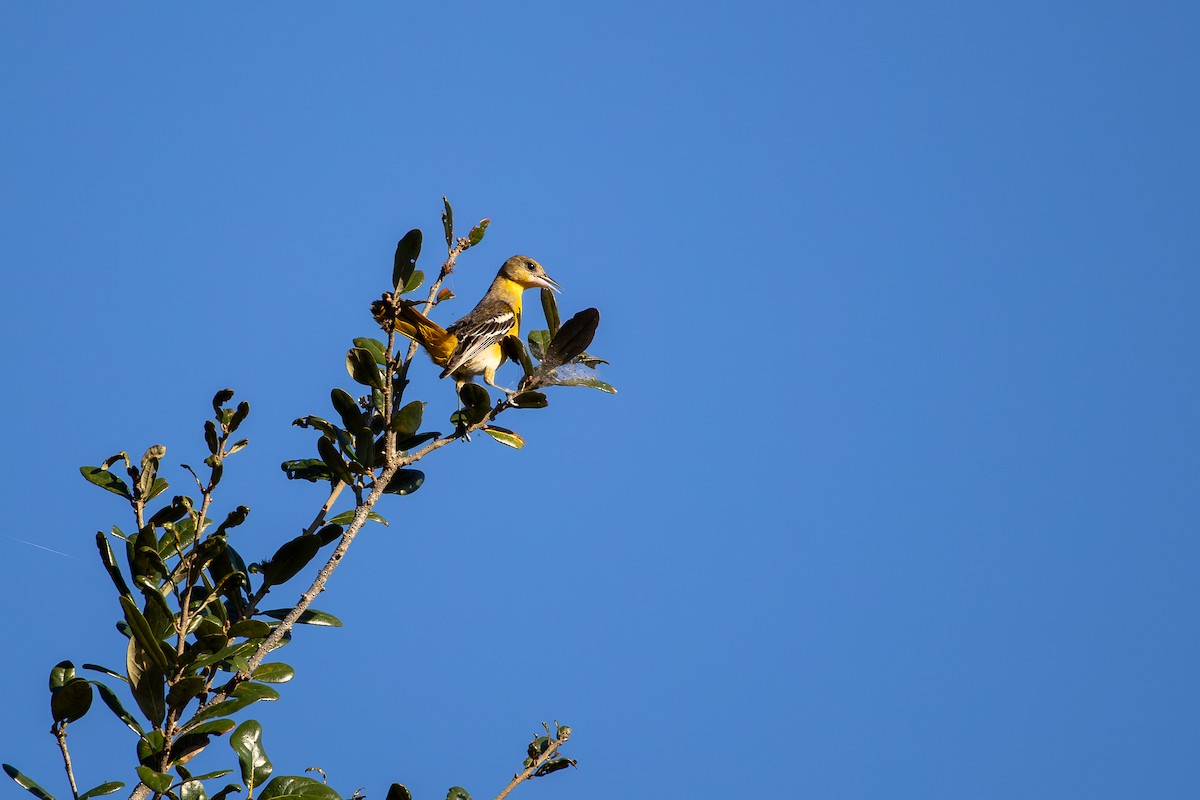 Baltimore Oriole - ML646538304