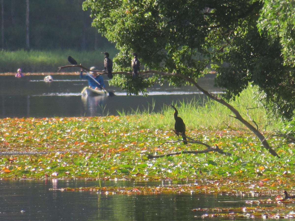 Australasian Darter - ML646538309