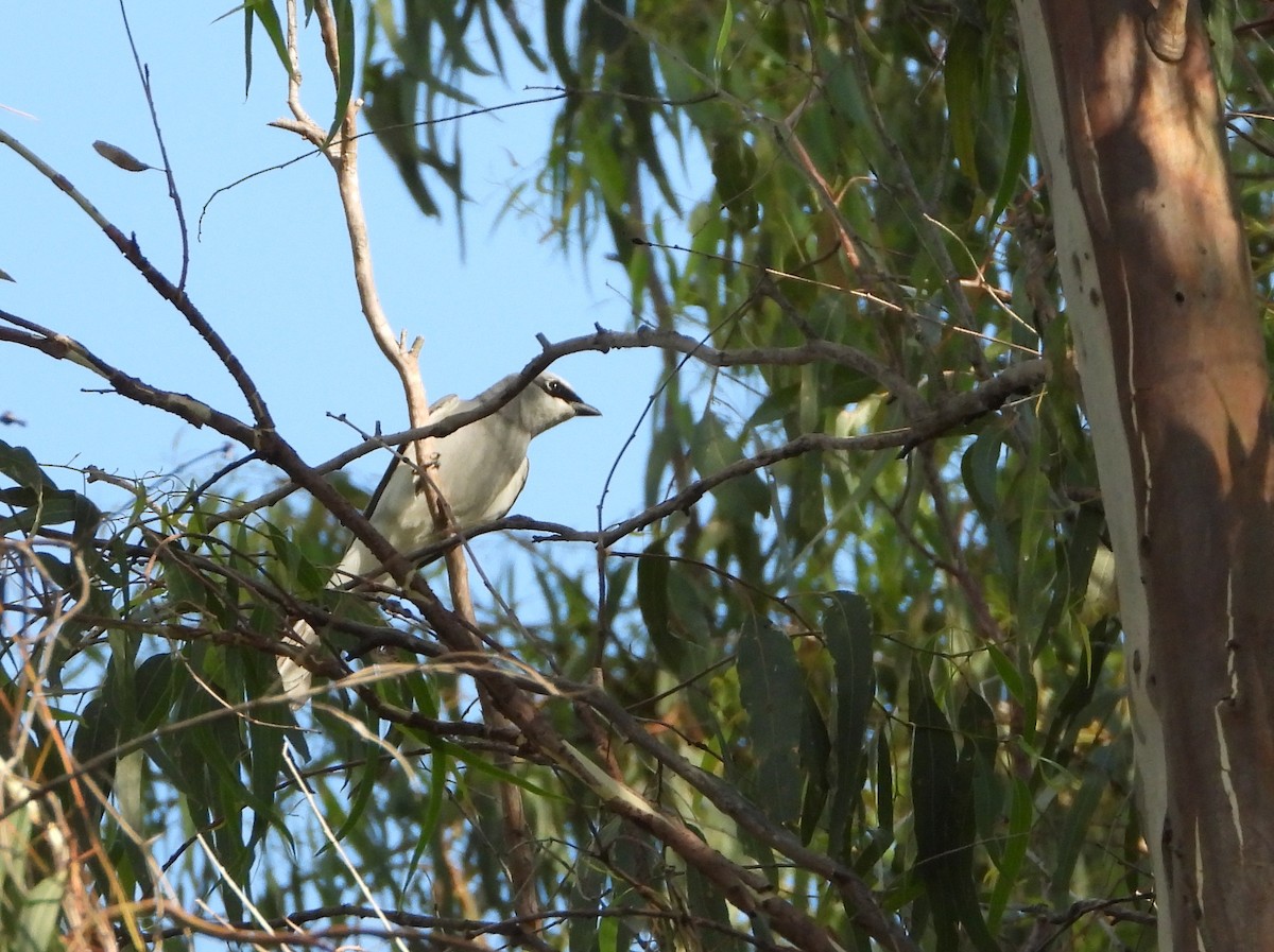 White-bellied Cuckooshrike - ML646538317