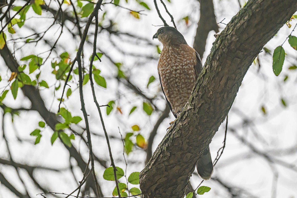 Cooper's Hawk - ML646538318