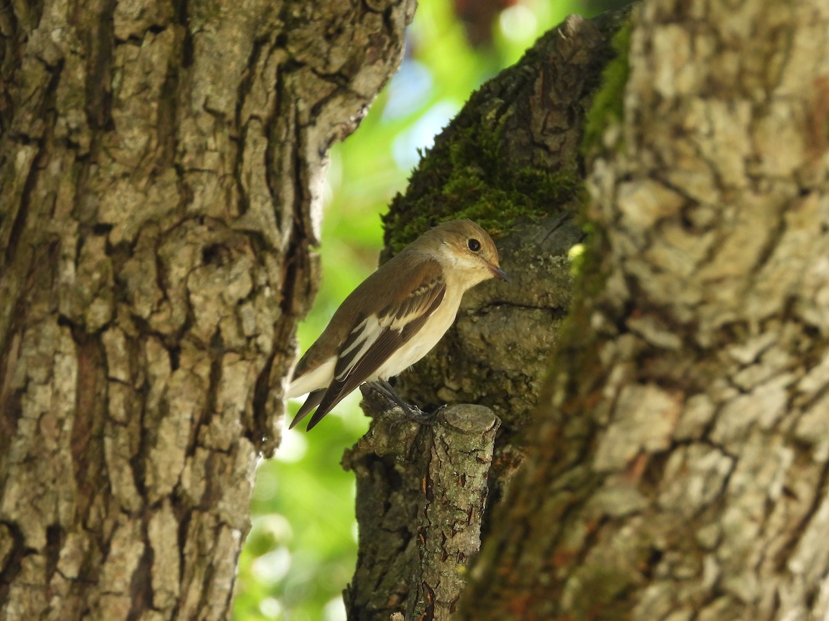 Euli-txori beltza - ML646538320