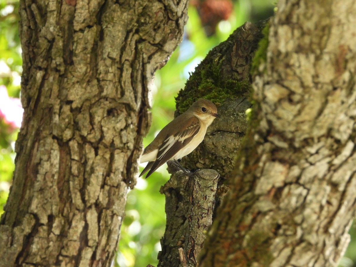 European Pied Flycatcher - ML646538321