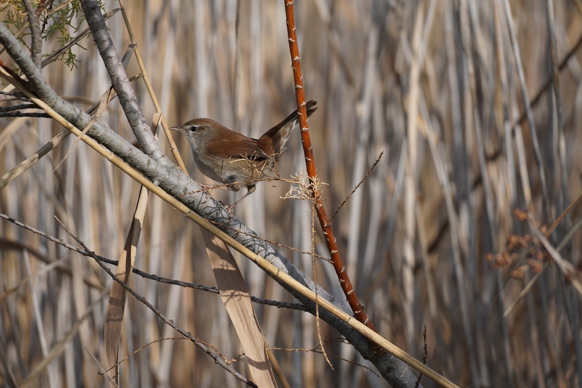 Errekatxindor eurasiarra - ML646538323