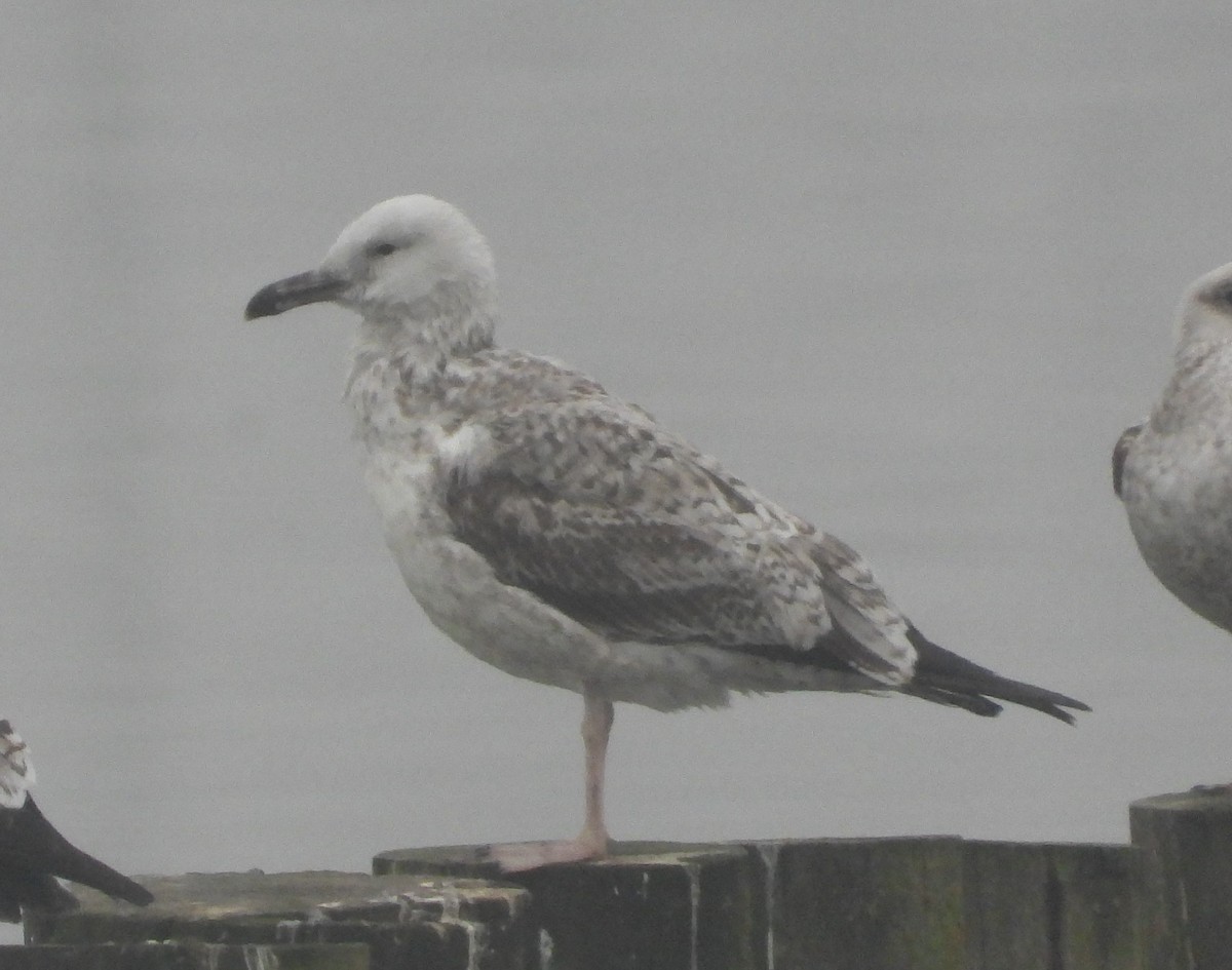 Kaio kaspiarra - ML646538324