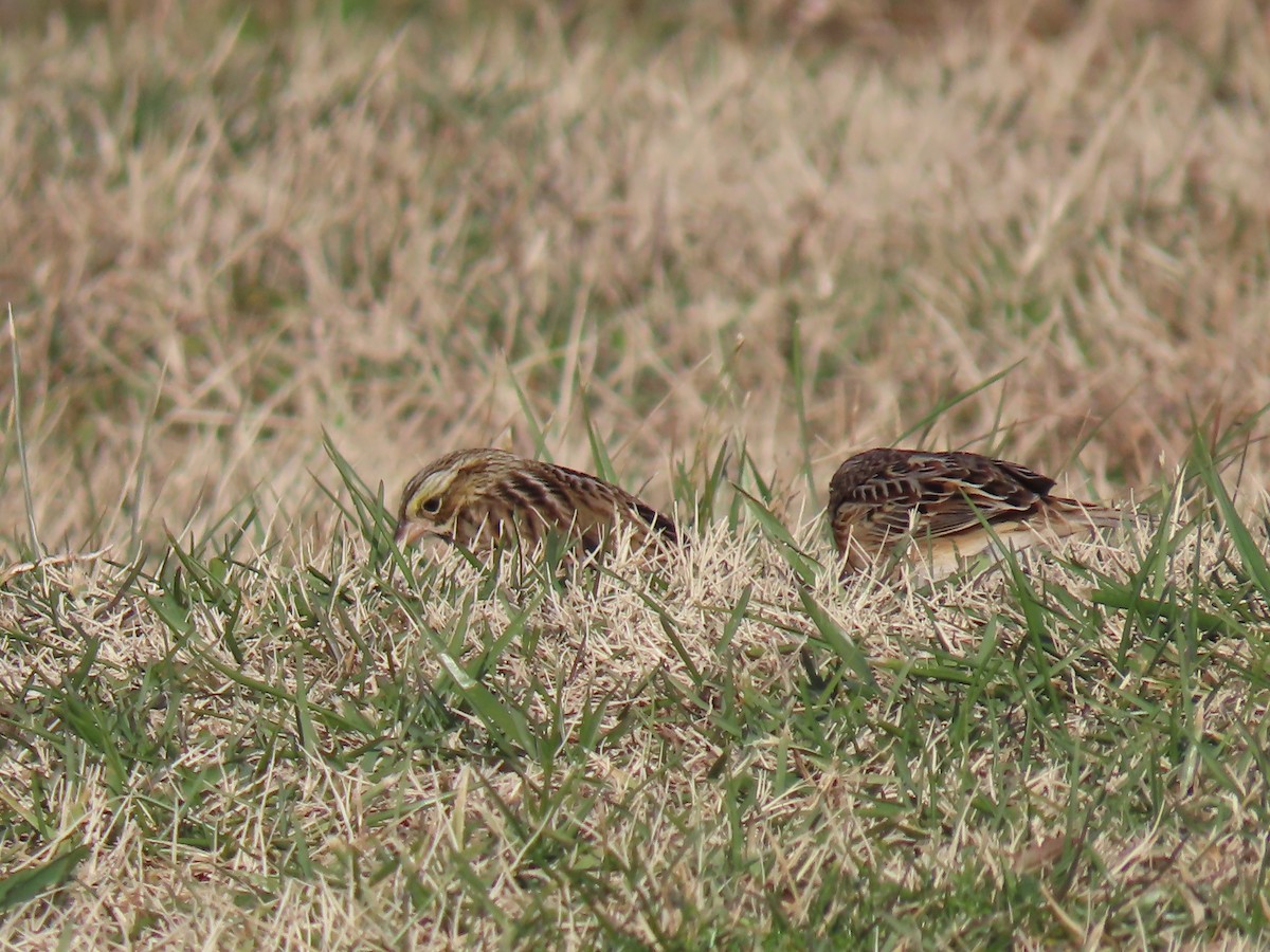Savannah Sparrow - ML646538326