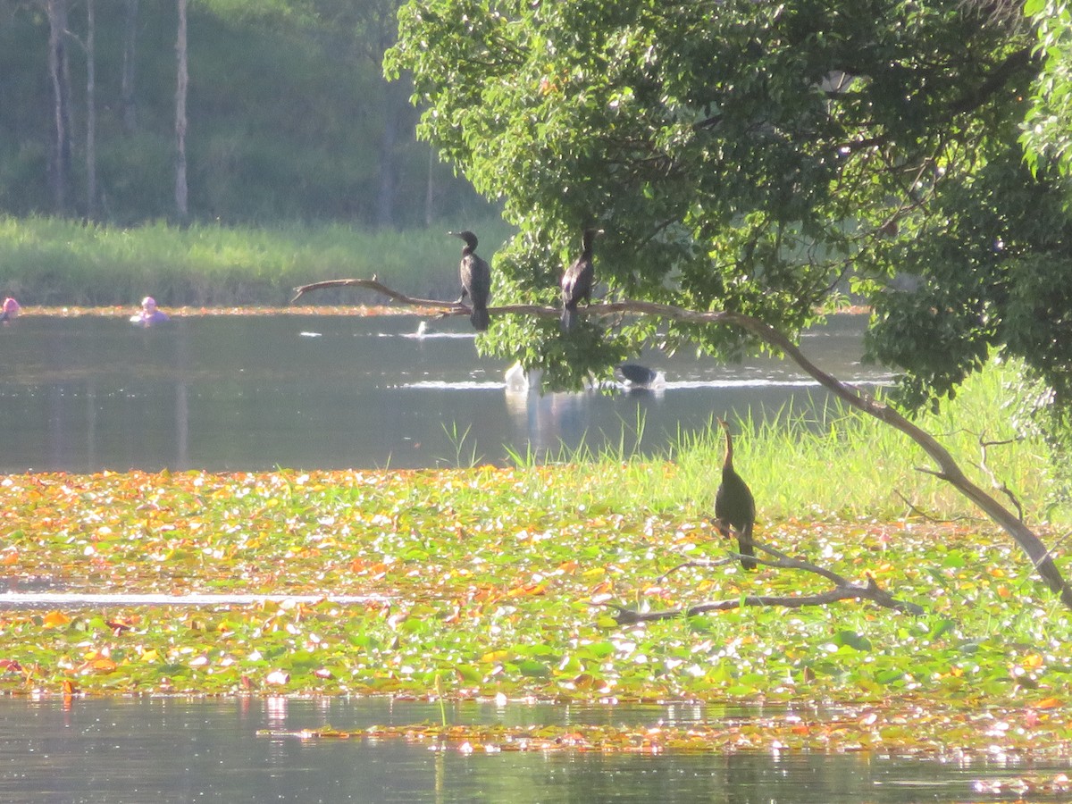 Little Black Cormorant - ML646538327
