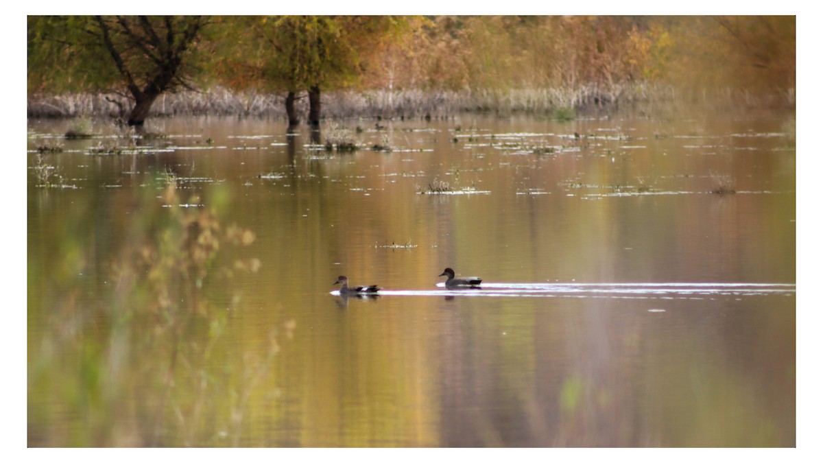 Ipar-ahatea - ML646538328