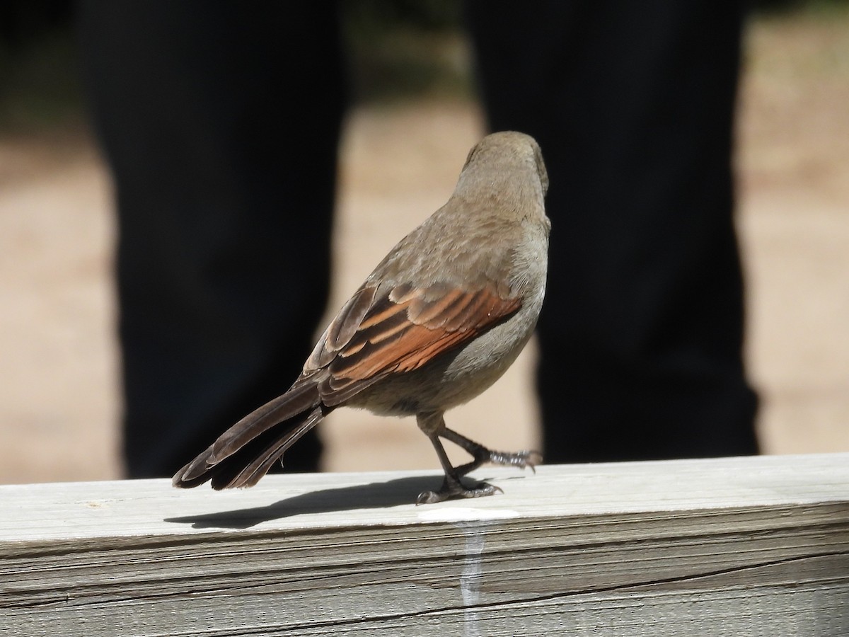 Grayish Baywing - ML646538331