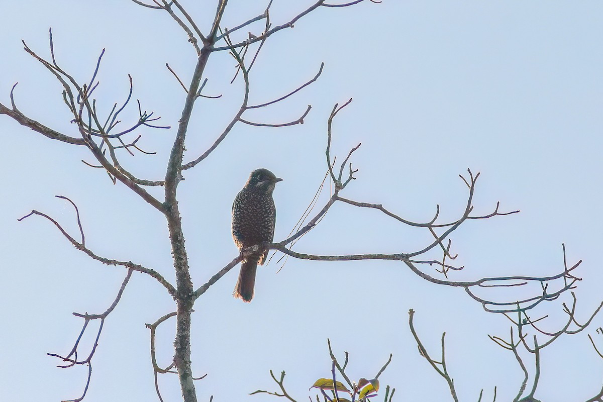 Chestnut-bellied Rock-Thrush - ML646538333