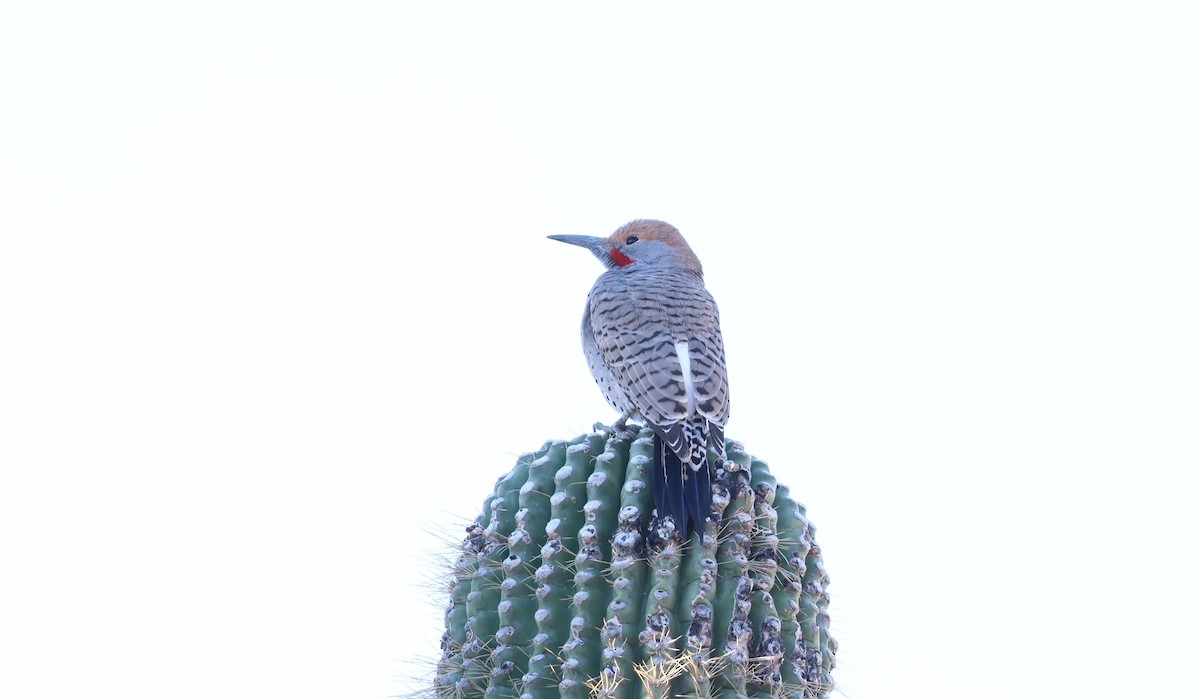 Gilded Flicker - ML646538334