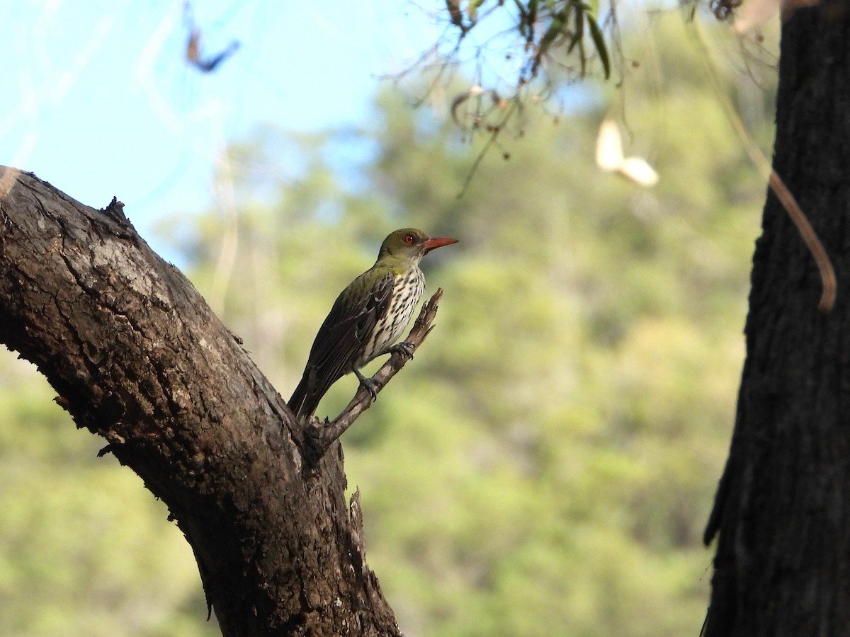 Olive-backed Oriole - ML646538335