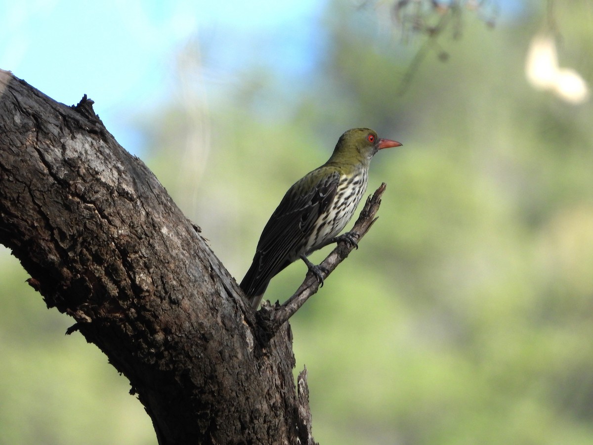Olive-backed Oriole - ML646538336
