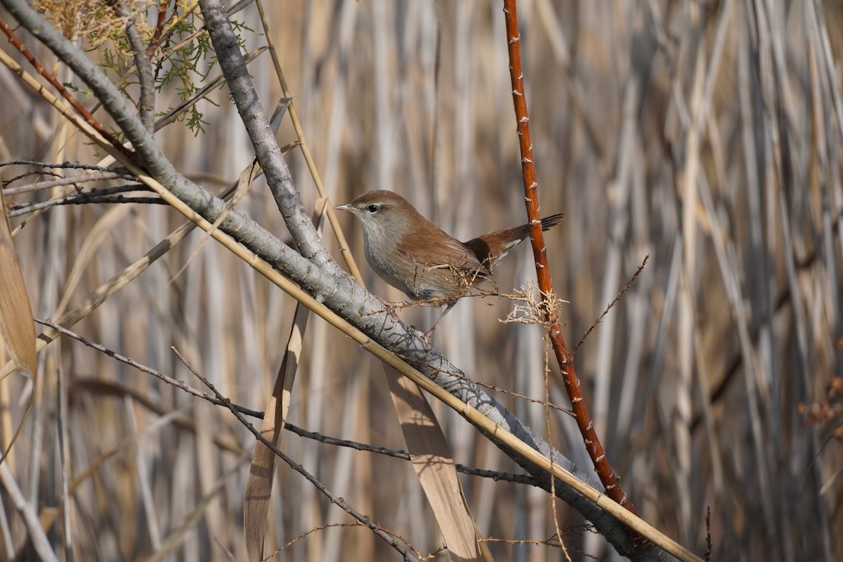 Errekatxindor eurasiarra - ML646538337