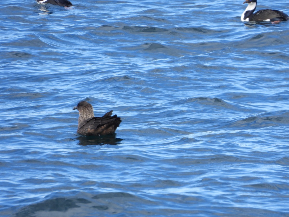 Marikaka txiletarra - ML646538339