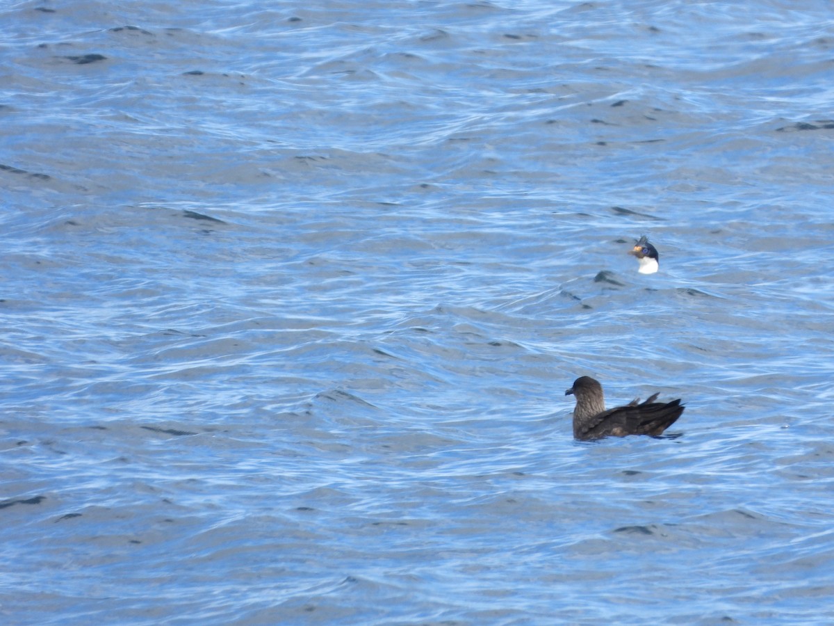 Marikaka txiletarra - ML646538340