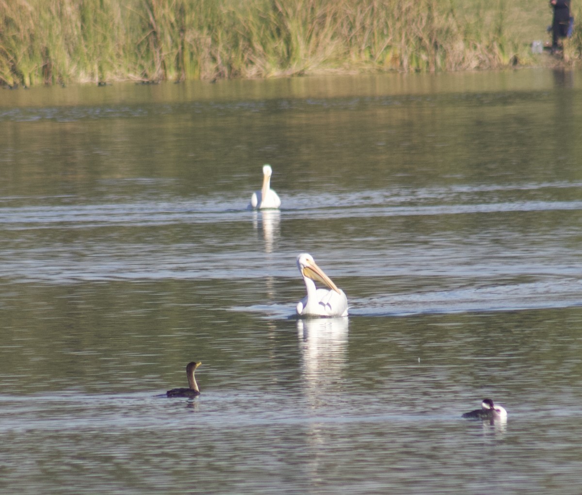 Pelikano zuri amerikarra - ML646538341