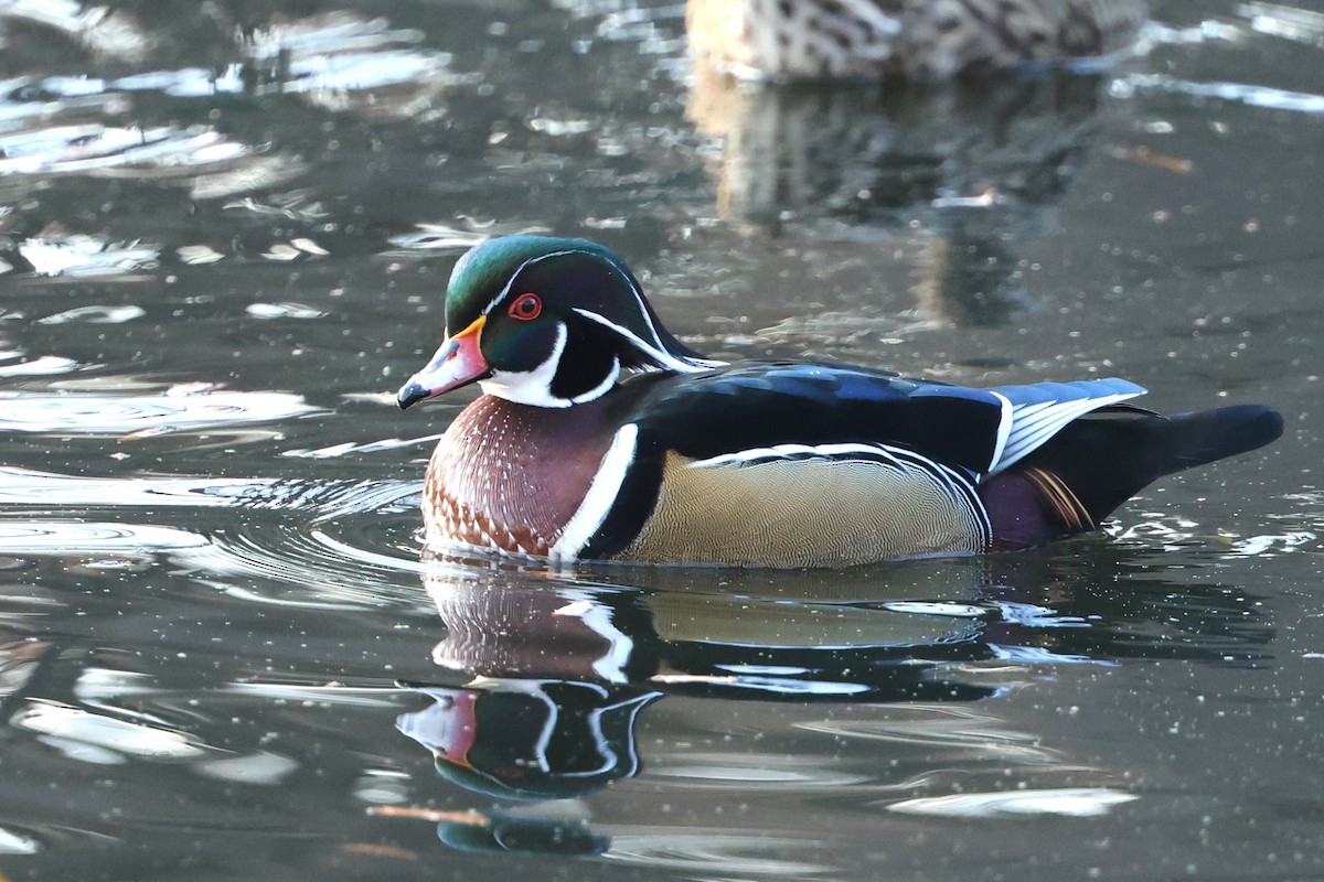 Ahate karolinarra - ML646538342