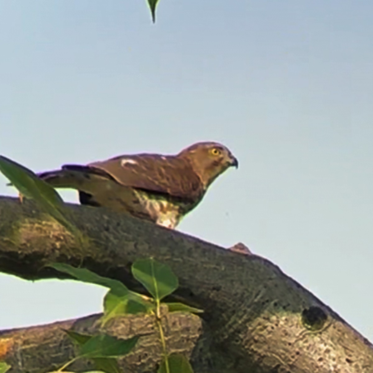 Shikra gabiraia - ML646538345