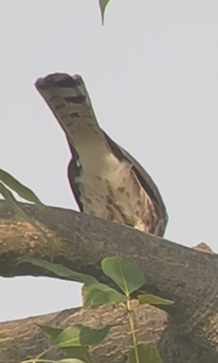 Shikra gabiraia - ML646538346