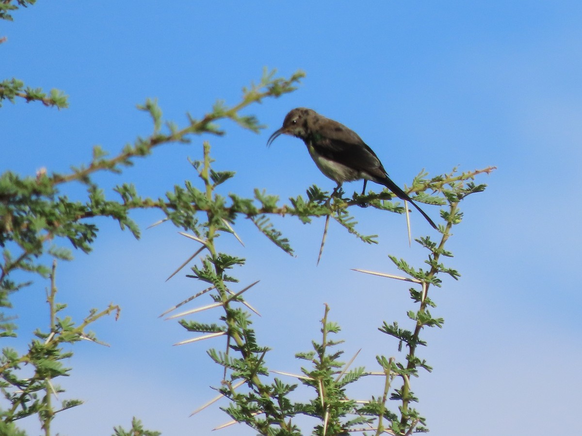 Gorgeous Sunbird - ML646538347